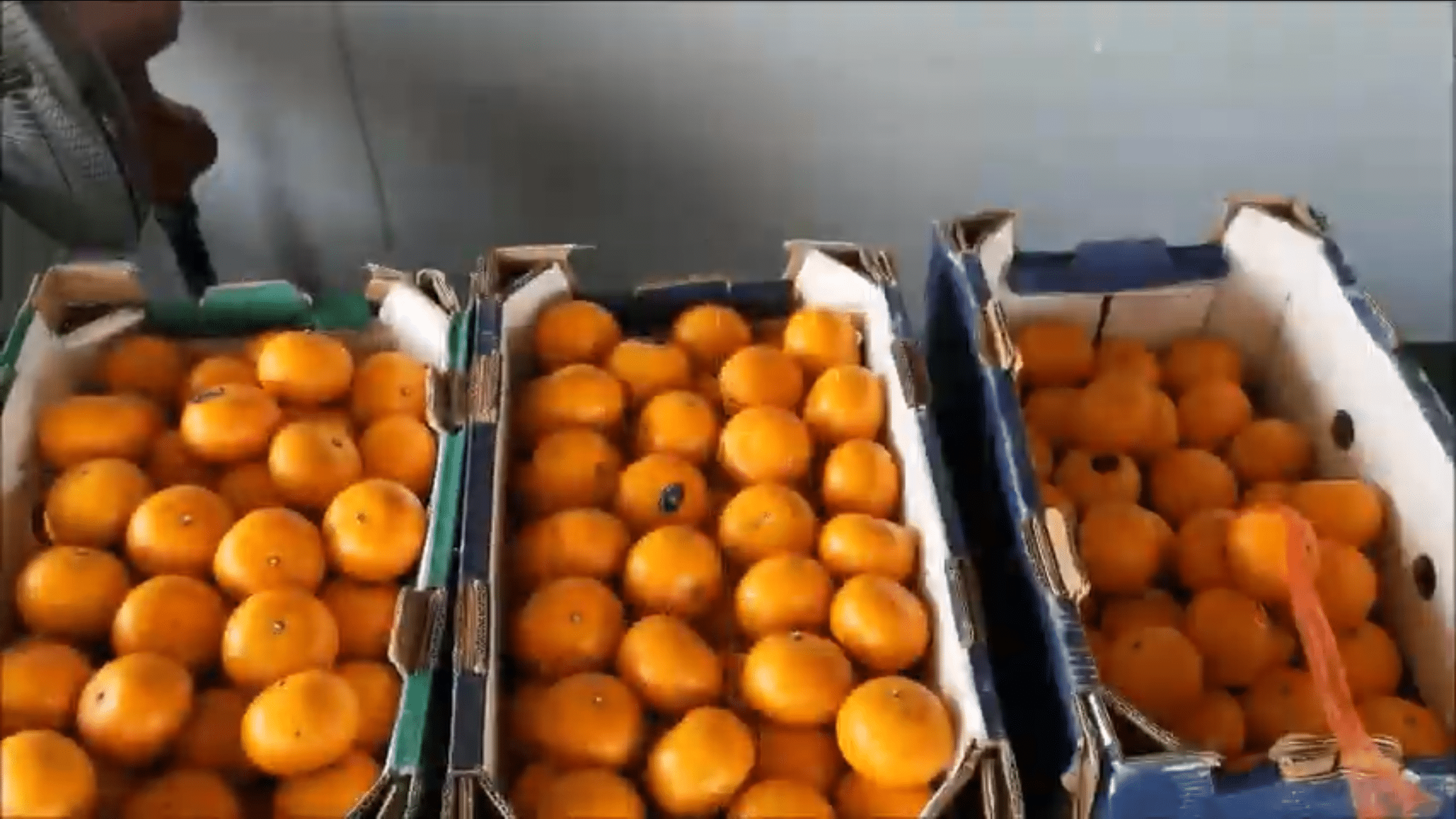 Covid-19 Appeal food aid distribution